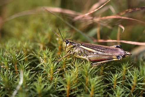 Criquet ensanglanté