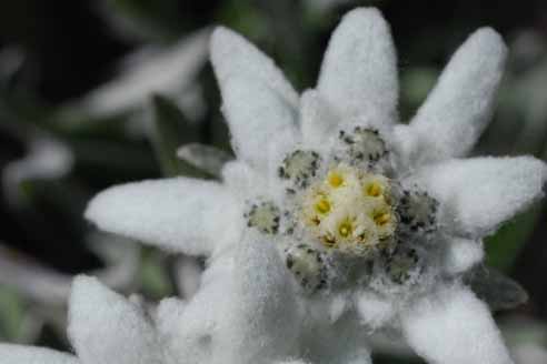 Edelweiss