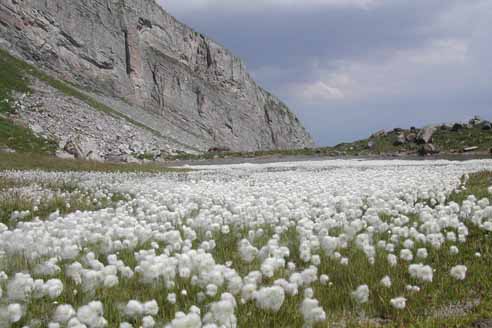 Linaigrette de Scheuchzer