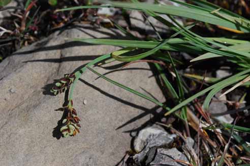 Laiche à deux couleurs