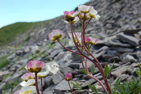 Renoncule des glaciers