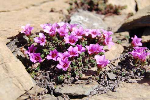 Saxifrage à feuilles opposées