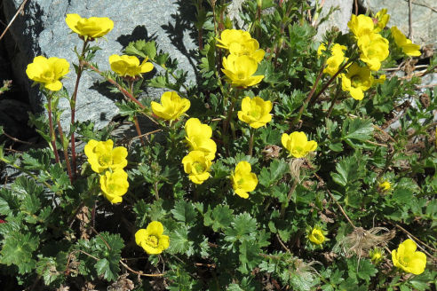 Photo: Robert Flogaus-Faust, CC-BY-4.0 Benoîte rampante