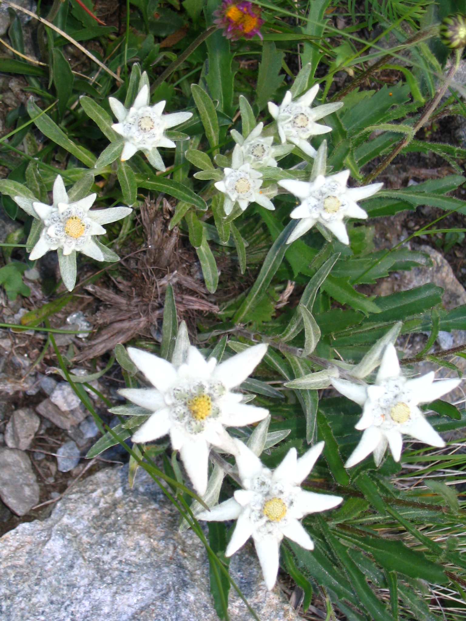 Plantes d'edelweiss avec fleurs
