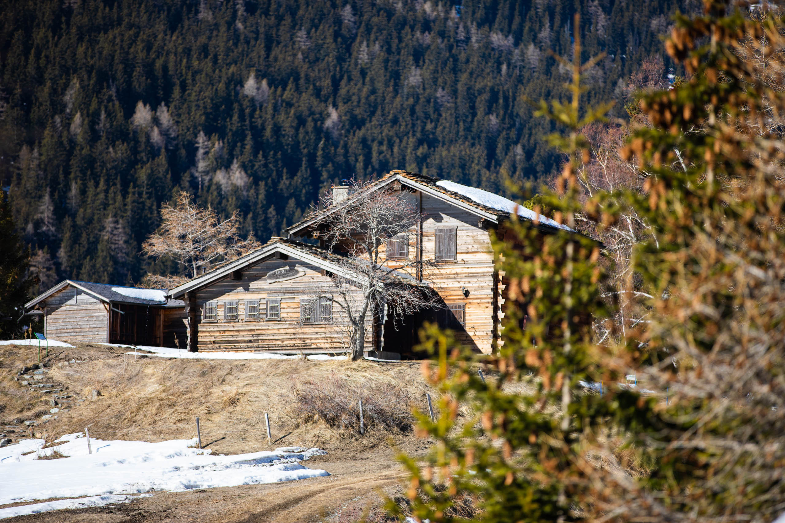 En été, le jardin alpin La Linnaea, fondé en 1889, donne un bel aperçu de la flore alpine et de ses couleurs.