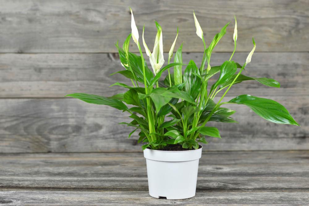 Einblatt (Spathiphyllum)