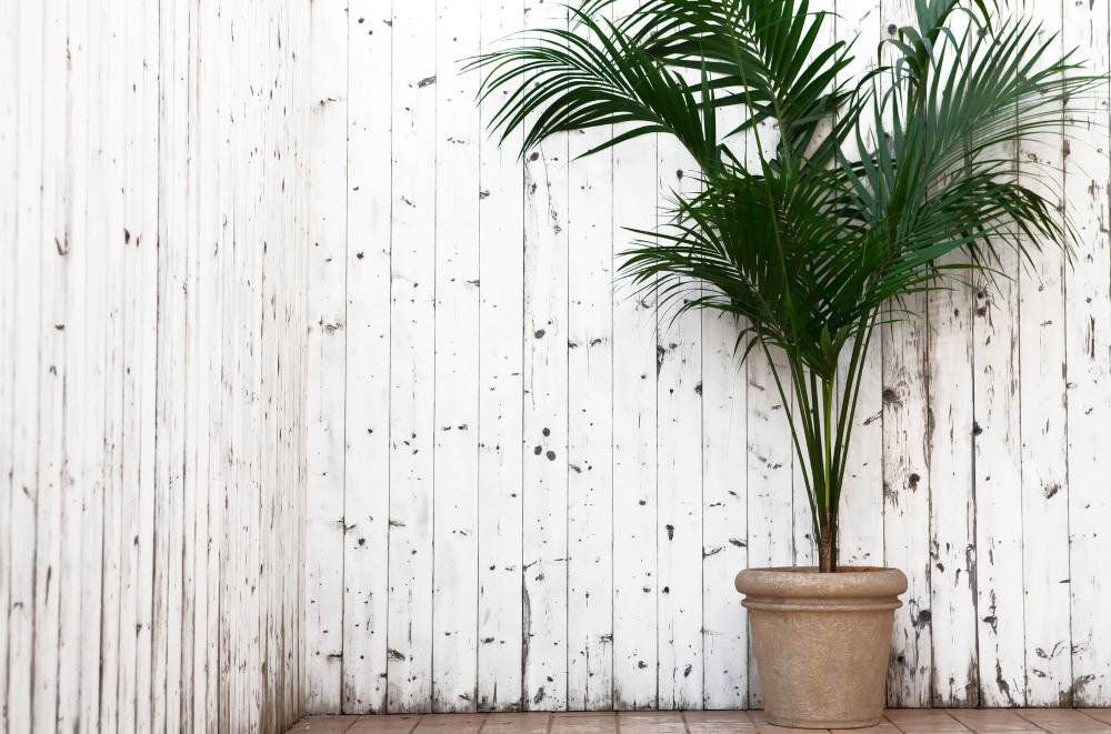 Kentia-Palme (Howea forsteriana)