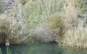 Biotope de Brigerbad