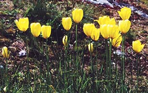 Tulipes de Grengiols