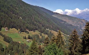 Wälder bei Nendaz