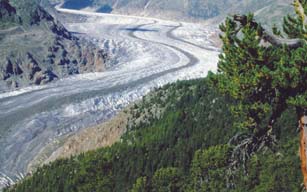 Forêt d’Aletsch